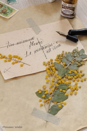 Fluffy Yellow and Adorably Cute Spring Flower: A Wonderful Mimosa Bouquet Catalog ♡にて紹介している画像