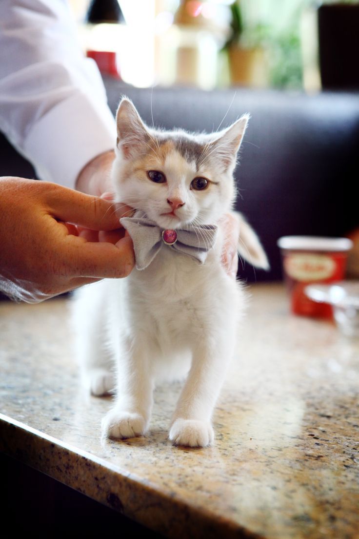 Adorable Expressions: A Cat's Wedding Photo ♡にて紹介している画像