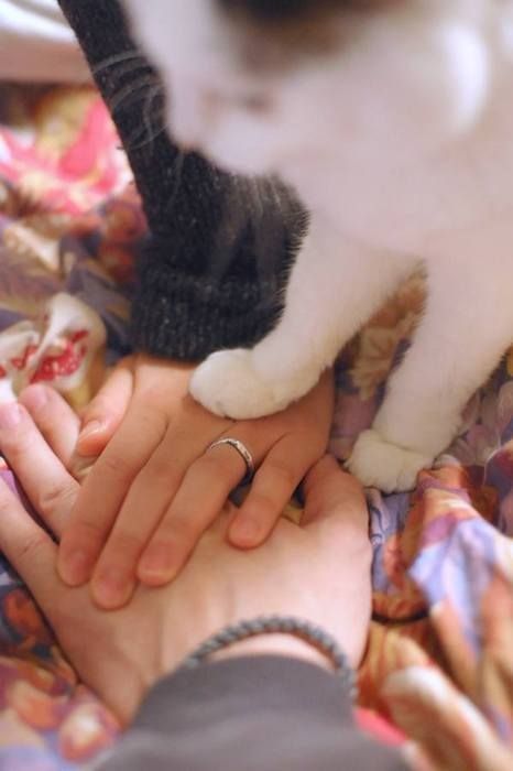 Adorable Expressions: A Cat's Wedding Photo ♡にて紹介している画像
