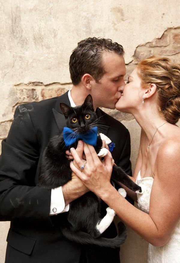 Adorable Expressions: A Cat's Wedding Photo ♡にて紹介している画像