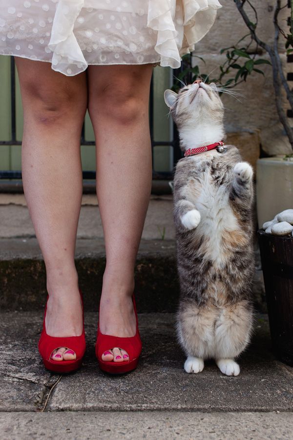 Adorable Expressions: A Cat's Wedding Photo ♡にて紹介している画像