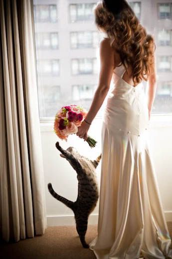 Adorable Expressions: A Cat's Wedding Photo ♡にて紹介している画像