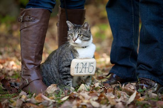 Pets Are Family Too: Adorable Wedding Shots with Dogs and Cats! ♡にて紹介している画像
