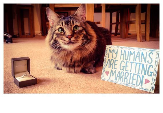 Pets Are Family Too: Adorable Wedding Shots with Dogs and Cats! ♡にて紹介している画像