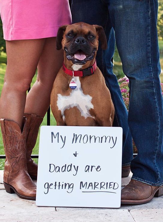 Pets Are Family Too: Adorable Wedding Shots with Dogs and Cats! ♡にて紹介している画像