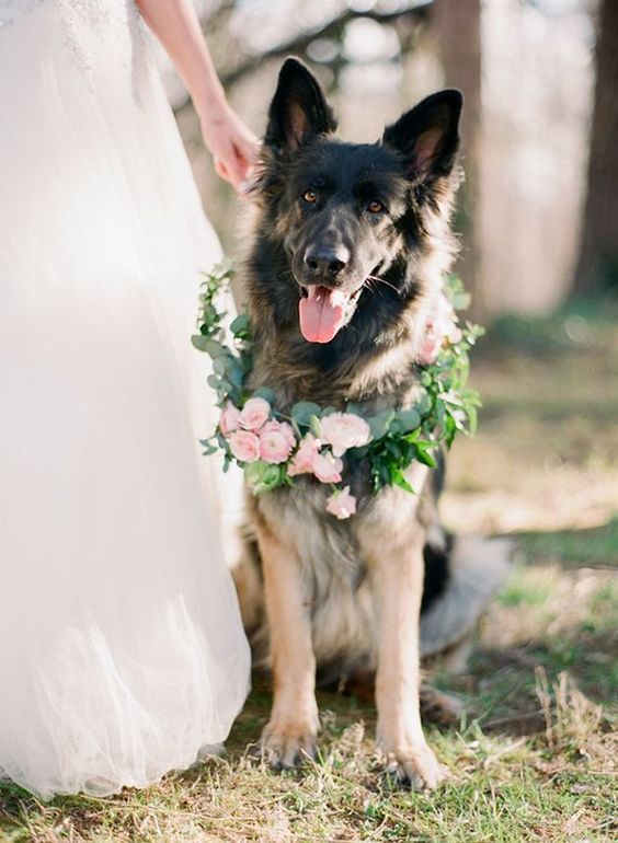 Pets Are Family Too: Adorable Wedding Shots with Dogs and Cats! ♡にて紹介している画像