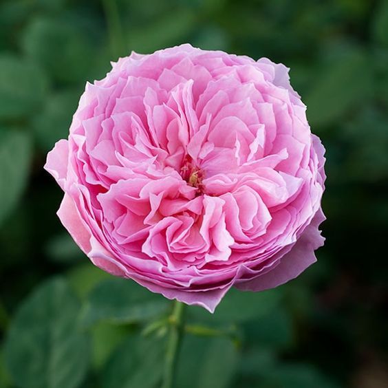 For Brides Who Want to Carry a Pink Wedding Bouquet: Top 5 Must-Have Showstopper Flowers♡にて紹介している画像