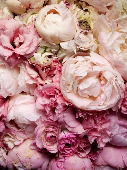 For Brides Who Want to Carry a Pink Wedding Bouquet: Top 5 Must-Have Showstopper Flowers♡にて紹介している画像