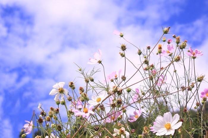 When is the Best Season for Pre-Wedding Photos? A Comprehensive Comparison of the Pros and Cons for Each Season: Spring, Summer, Autumn, and Winter.にて紹介している画像