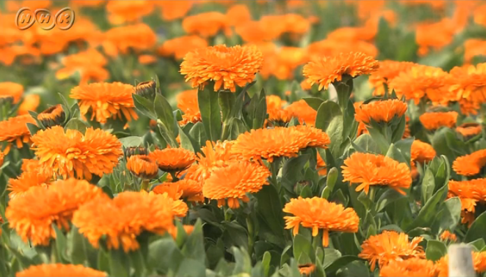 厳選4選！結婚式のムービー作りに本当に役に立つ《無料動画素材サイト》はここ♡にて紹介している画像