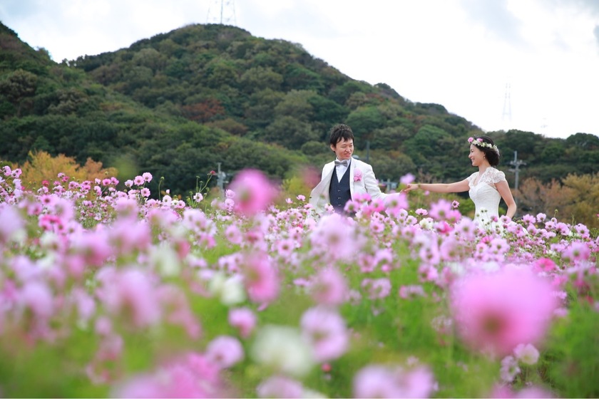 In Full Bloom! A Collection of Popular "Cosmos Fields" Across the Countryにて紹介している画像