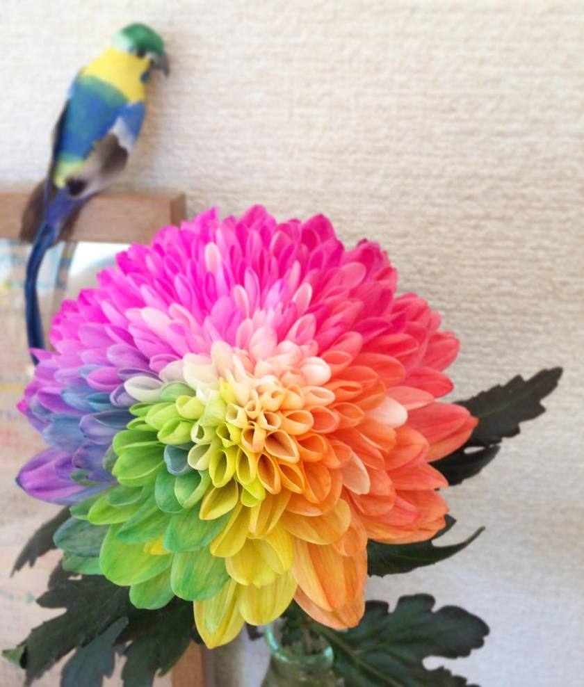 すべての美しい花の画像 トップ100バラ 色 種類