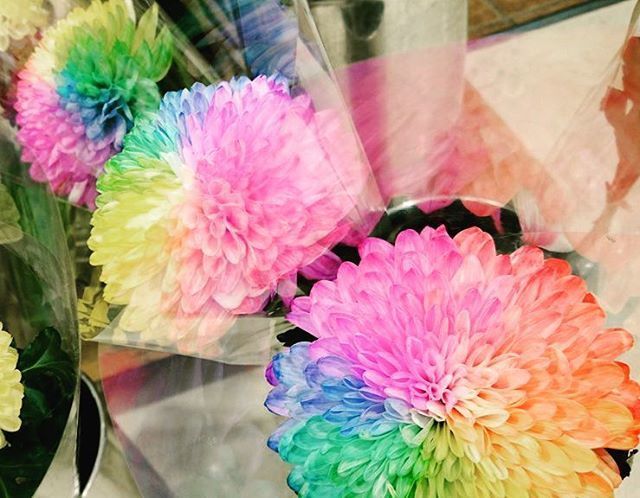 すべての美しい花の画像 トップ100バラ 色 種類