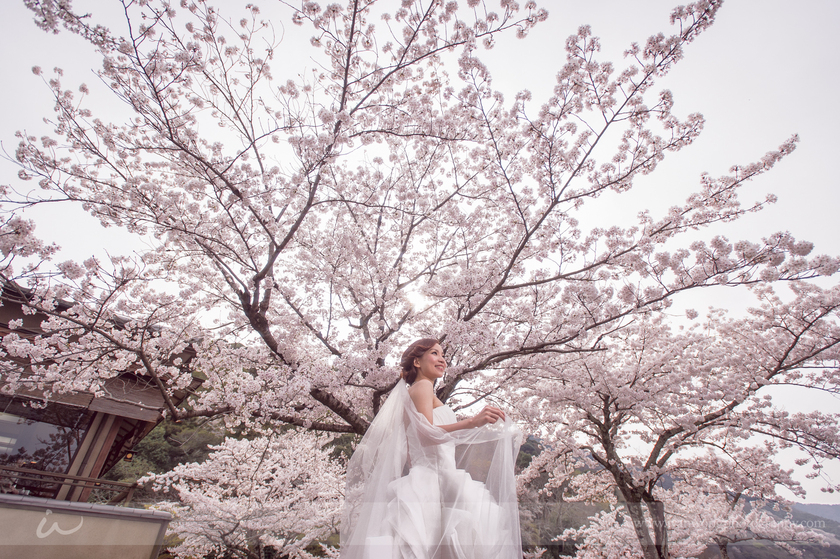 Sakura Blooms: A Princess in a Pink Background - The Enchanting Sakura Wedding!にて紹介している画像