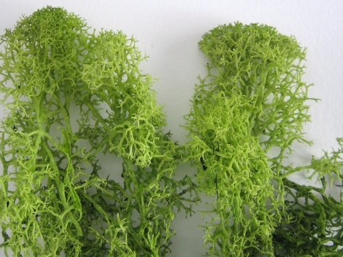 자연스러운 웨딩에 필수! 《이끼》를 활용한 DIY 소품 리스트＊にて紹介している画像