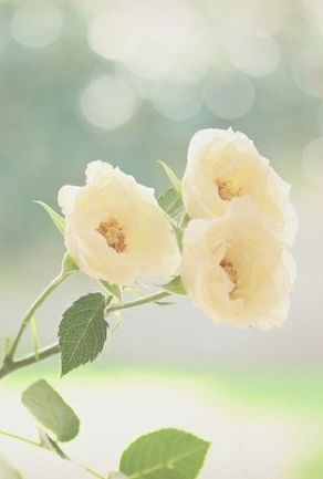 Adorable Collection of Lemon Cream Colored Items ♡にて紹介している画像