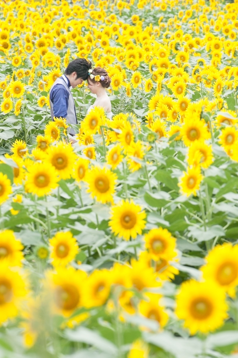 Which Flowers Do You Want to Capture? ♡ A Seasonal Guide to Recommended Flower Fields for Location Photosにて紹介している画像
