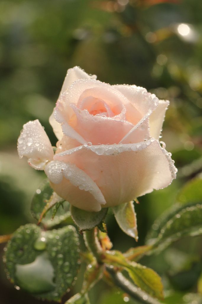 Smile Blooming with Full Blossoms: Spring-Colored Bouquets Recommended by Double Flower!にて紹介している画像