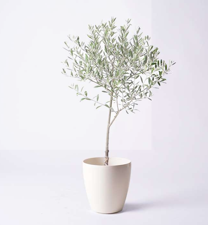 "9 Unique Gifts That Will Impress Your Parents: A First-Time Guide to Gifting Photography for Their Wedding Anniversary"にて紹介している画像