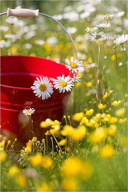 Charming Spring Wedding: Featuring Delicate Yellow and White "Margaret" Flowers as the Main Attraction ♡にて紹介している画像