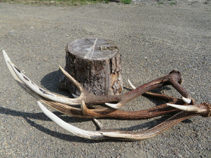 Shocking Discovery: This Must-Have Item for Overseas Weddings Available on Rakuten!にて紹介している画像