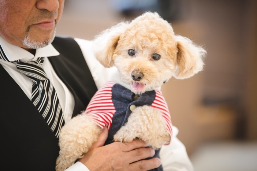 Who Should Bring the Wedding Rings? A Comprehensive Guide to "Ring Bearers" at Your Ceremony*にて紹介している画像