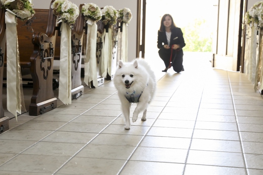 Who Should Bring the Wedding Rings? A Comprehensive Guide to "Ring Bearers" at Your Ceremony*にて紹介している画像
