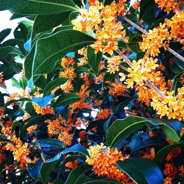 "Shining Like a Tiny Universe: The Sweet and Gentle Scent of 'Osmanthus Petal Jam' Captivates Everyone!"にて紹介している画像