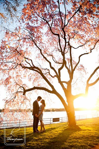 A Soul-Cleansing Beauty: Capturing the Moment of Full Bloom Sakura for a Limited Time Wedding Photo ♡にて紹介している画像
