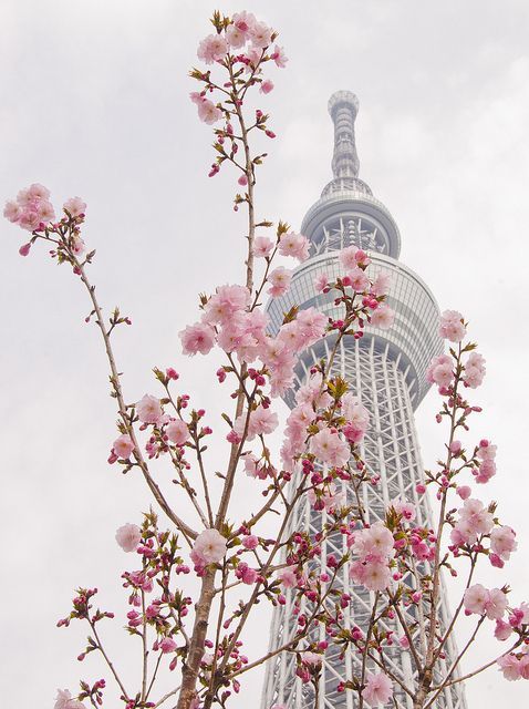A Soul-Cleansing Beauty: Capturing the Moment of Full Bloom Sakura for a Limited Time Wedding Photo ♡にて紹介している画像