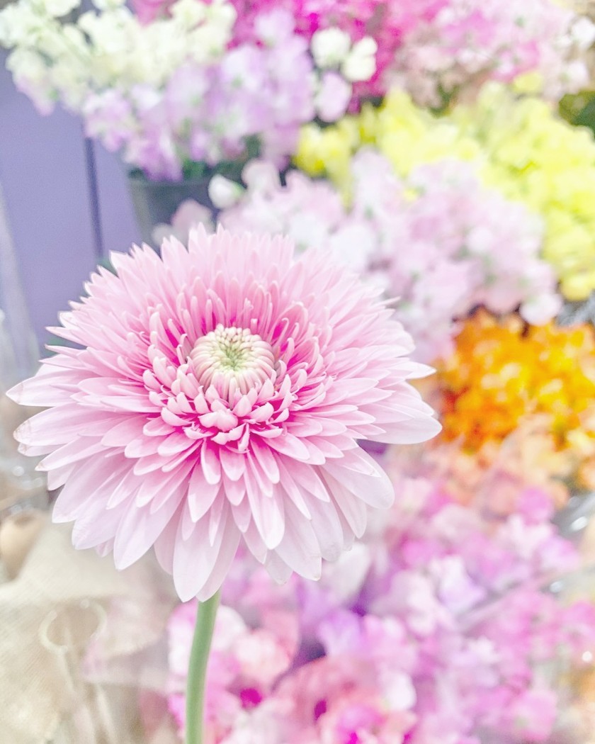 ブライダルヘアにも、ブーケにも、装花にも♡ガーベラを使ったウェディングコーディネートが可愛い🌼にて紹介している画像