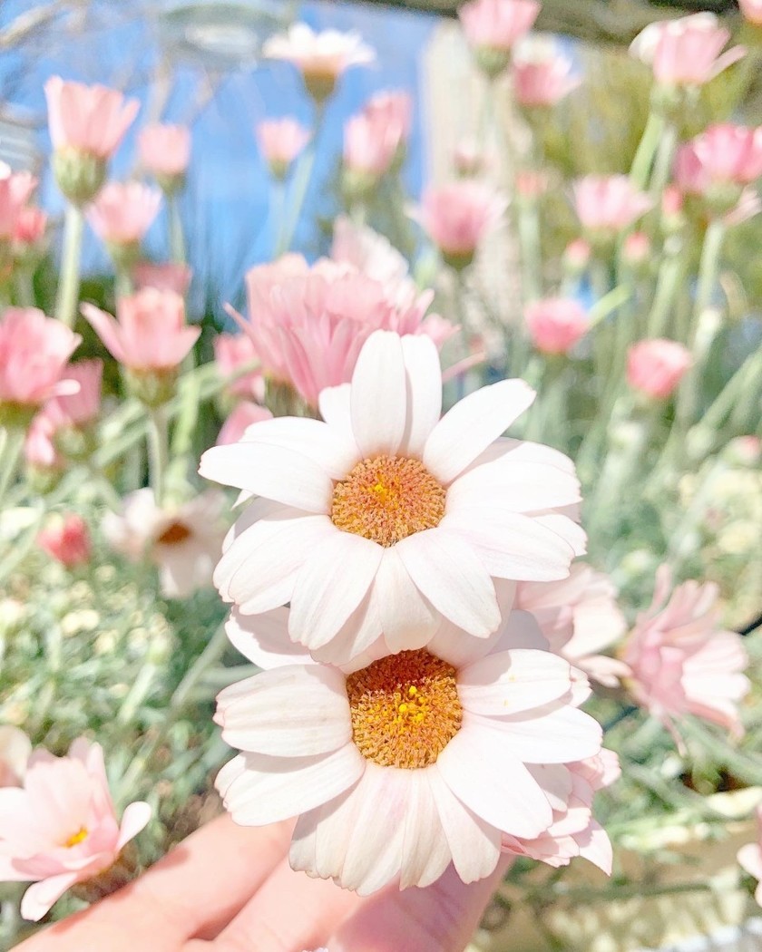 Trending on Twitter! The "Beautiful Epithets of June" Will Move You. How Many Do You Know?にて紹介している画像