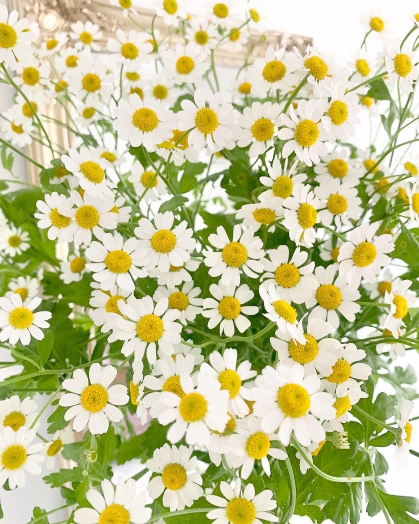 "Introducing the Language of Flowers and Their Blooming Seasons: 36 Classic Flower Choices Often Used in Wedding Bouquets"にて紹介している画像