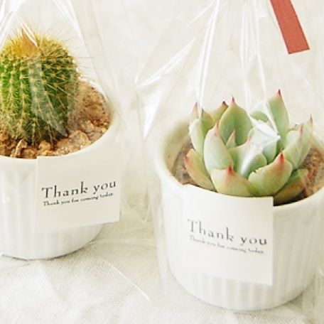 The Secret to Popularity: Adorable Succulents with a Round Shape are a Big Hit at Weddings!にて紹介している画像