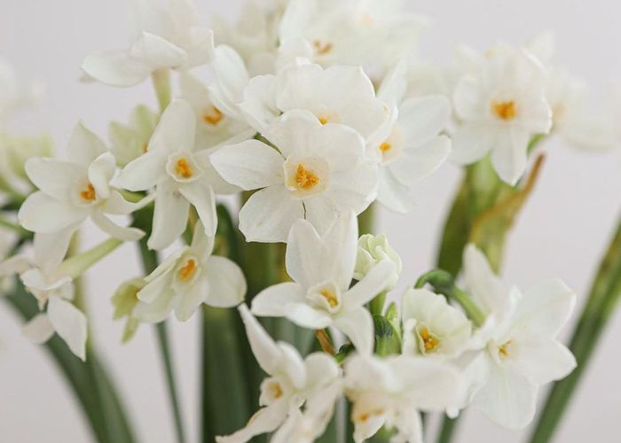 画像40枚以上 韓国ブーケによく使われているから 水仙 の可愛さに気付きました Marry マリー
