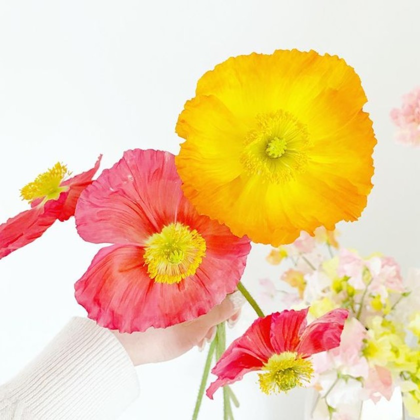 手のひらサイズの大きなお花！日本で作れるのは１花農家だけ。「イタリアンポピー」に注目🌼にて紹介している画像