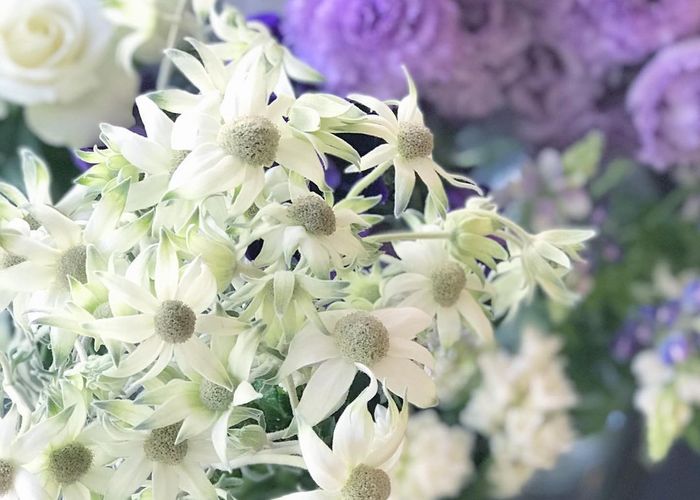 とんがった形の花びらが特徴 垢抜けた雰囲気になる フランネルフラワー の魅力をお話し Marry マリー