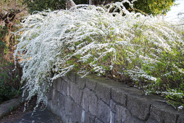 The delicate curves are beautiful ♡ A special feature on bridal hair arrangements using "Yukiyanagi" as hair decorations＊にて紹介している画像
