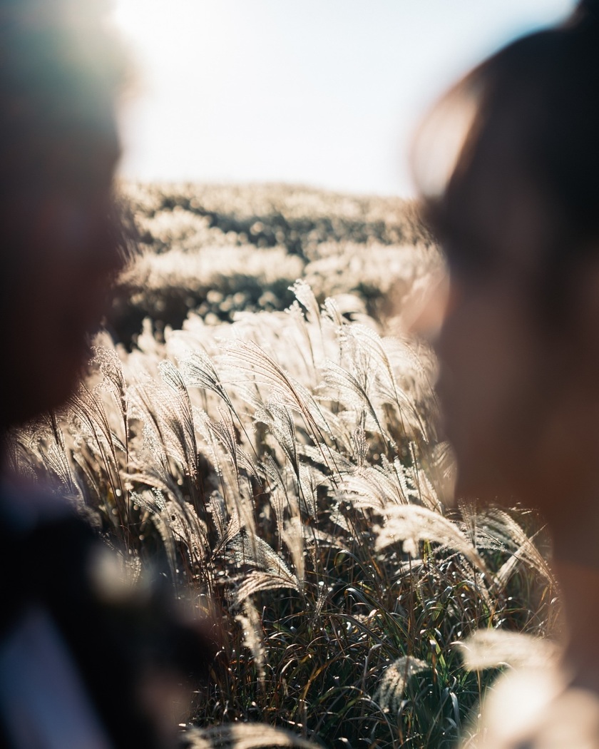 黄金のススキが美しい絶景スポット🌾和歌山の生石高原で撮るウェディングフォトが素敵💛にて紹介している画像