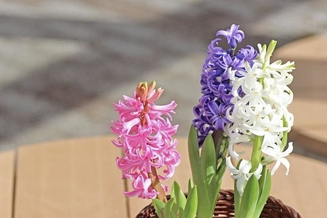 7 Adorable and Unique Hyacinth Wedding Bouquets Trending Among Korean Brides♡にて紹介している画像