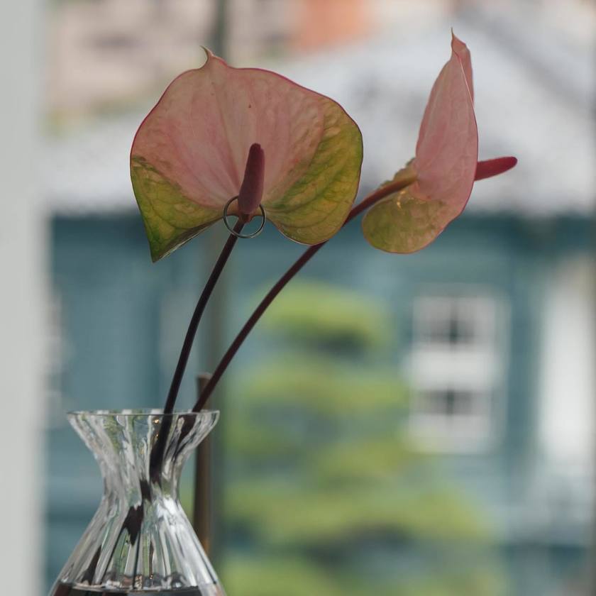 What Color to Choose? Fresh Flowers or Artificial Flowers? 9 Real Photos of Brides on Their Big Day with Anthurium Ring Pillowsにて紹介している画像