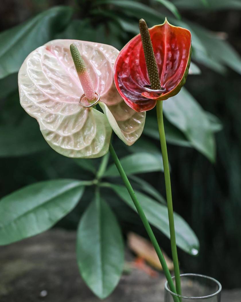 What Color to Choose? Fresh Flowers or Artificial Flowers? 9 Real Photos of Brides on Their Big Day with Anthurium Ring Pillowsにて紹介している画像