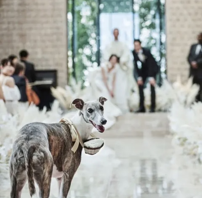 挙式も披露宴もOK！ペットと一緒に結婚式ができるペットフレンドリーな結婚式場7選♡【東京編】にて紹介している画像