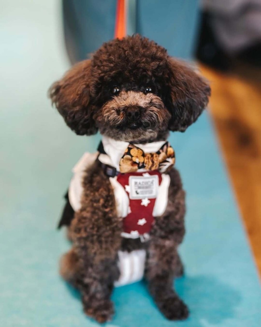 新郎アイテム迷子はもう卒業！おしゃれ＆かわいすぎる『unicopi』で蝶ネクタイのオーダーメイドが可能🎀にて紹介している画像