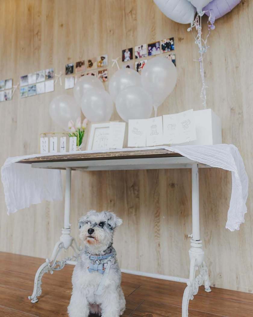 新しいペット×ゲスト参加型演出🐶💍みんなが笑顔になる「リングドッグクイズ」って知ってる？にて紹介している画像