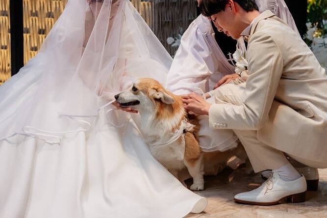 新しいペット×ゲスト参加型演出🐶💍みんなが笑顔になる「リングドッグクイズ」って知ってる？にて紹介している画像