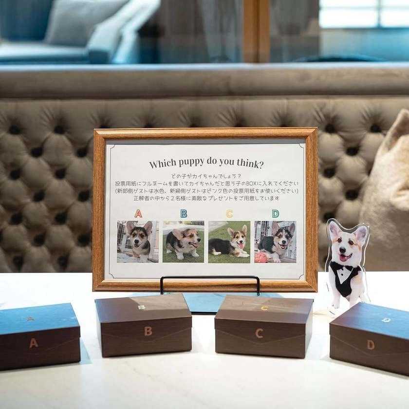 新しいペット×ゲスト参加型演出🐶💍みんなが笑顔になる「リングドッグクイズ」って知ってる？にて紹介している画像