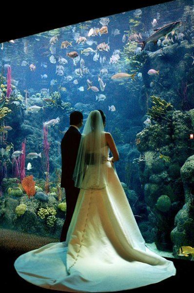 "Amazing Aquarium Weddings! A Dreamy Celebration with Fish♡"にて紹介している画像
