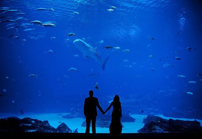 "Amazing Aquarium Weddings! A Dreamy Celebration with Fish♡"にて紹介している画像
