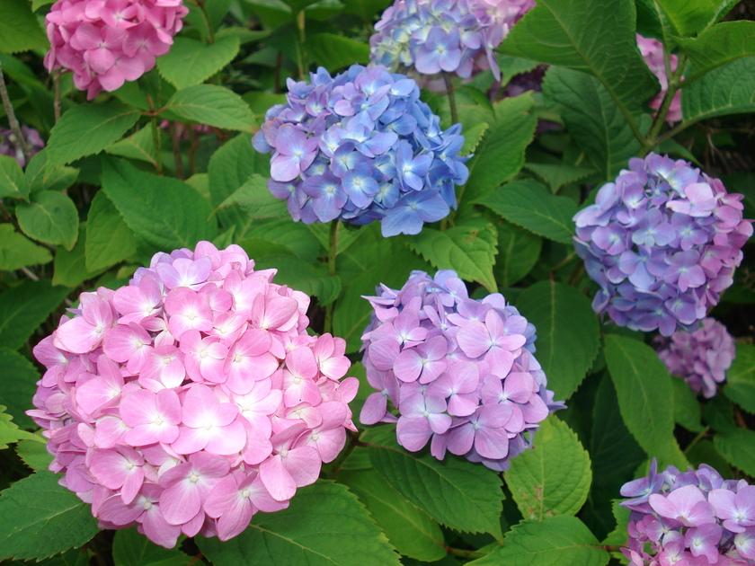 Limited Time Offer: The Stylish "Mojito Fair" at Anniversaire Café♡にて紹介している画像